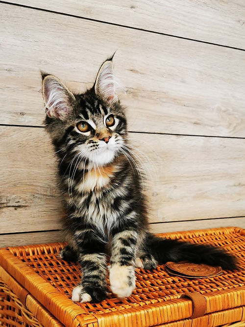 a7f928_0bf14c53749e4fc8a37f4a48556ff8ba~mv2