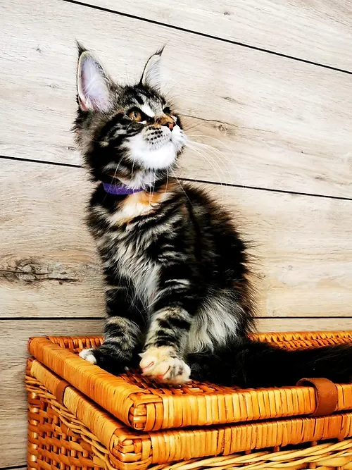 a7f928_0fc45604d2ad490c882ae248d8d3b57f~mv2