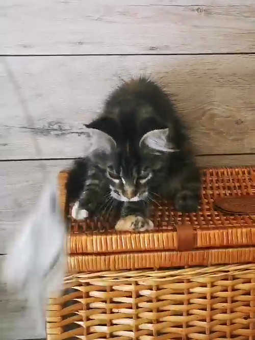 a7f928_2cce78587ada4d4b83731837303fb09ef002