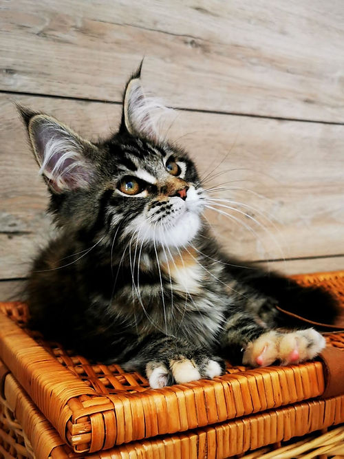 a7f928_674d8557b54343e28349fd4f3872730b~mv2