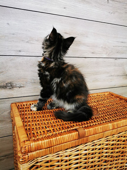 a7f928_94c953ba690e4a33b65b4d6fdc83bfc4~mv2