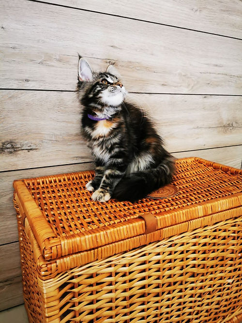 a7f928_9cf23e320ab6482dbef6cf377cf79097~mv2