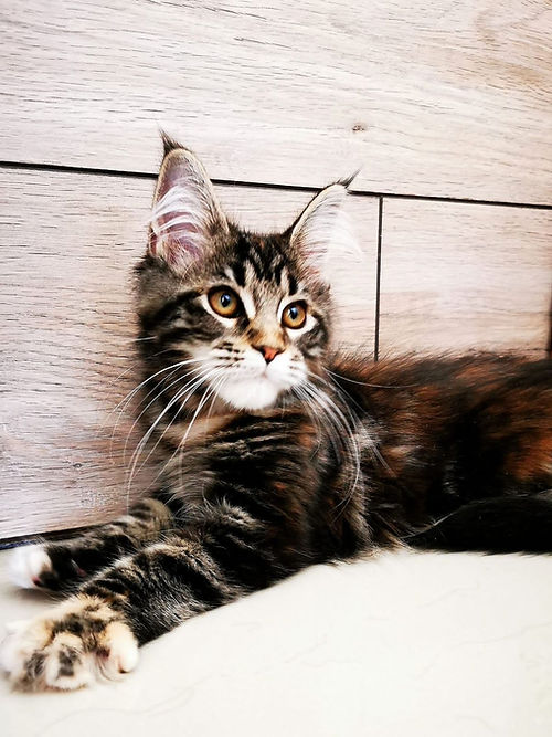 a7f928_d95c993cd1d640caa492e80564c5c0e0~mv2