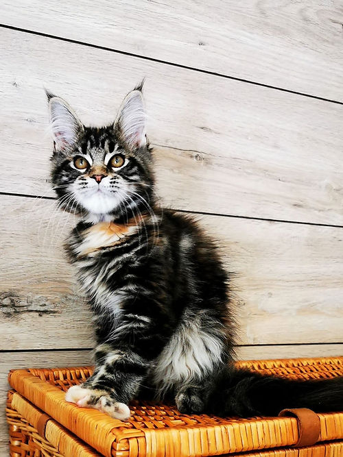 a7f928_e2b1fcdf8e9c48ffa992952ae8e5f39b~mv2