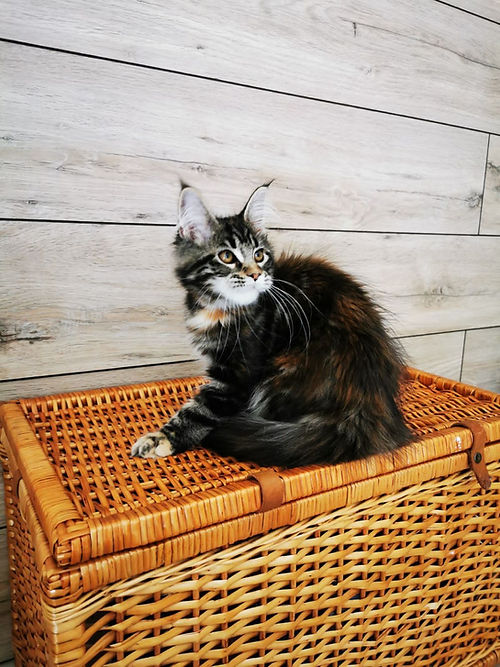 a7f928_e50db6b2ba404a29b3aff69172ffb29e~mv2