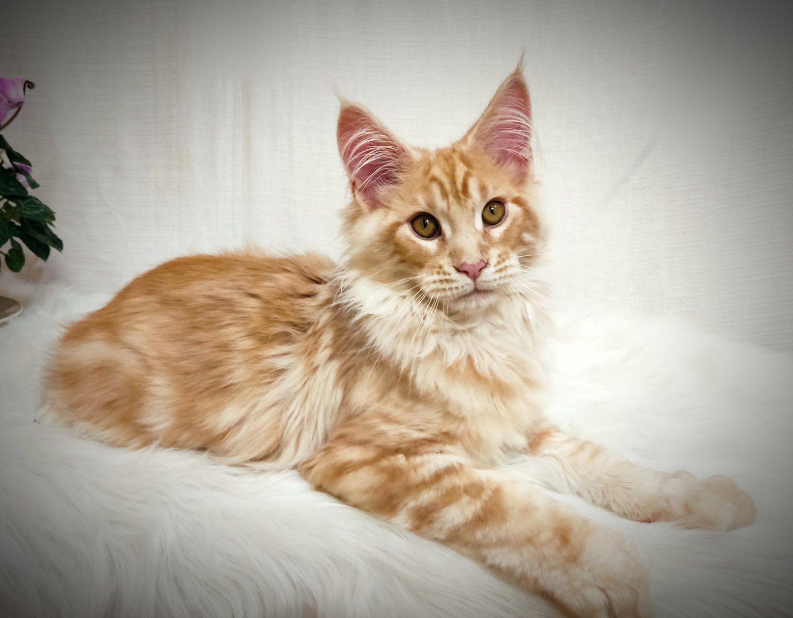 2484f351-70ac-4921-9e7b-d85299265e81