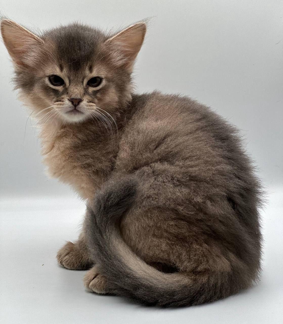 443b8630-de2d-41c2-aee5-df578149ceff