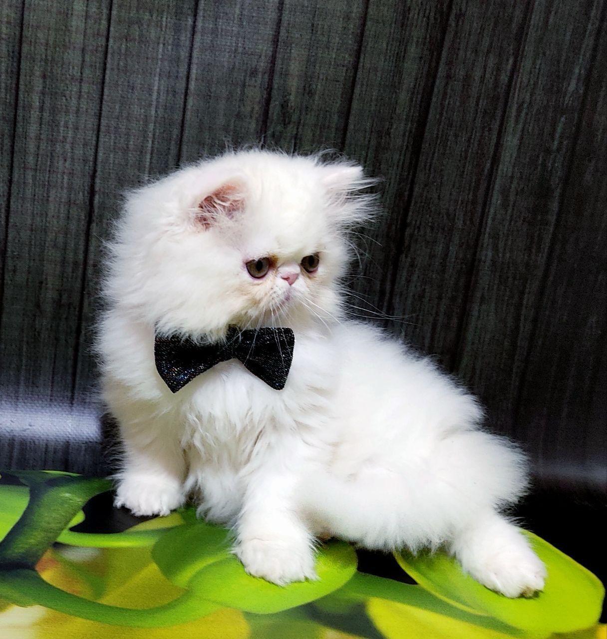 50310446-5599-4644-aa07-36a92b5c6eee