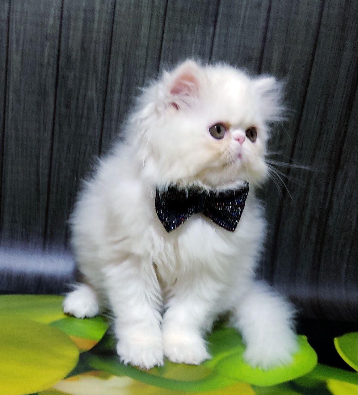 67458f1f-b71b-4c2f-a55e-00731c9e94e9