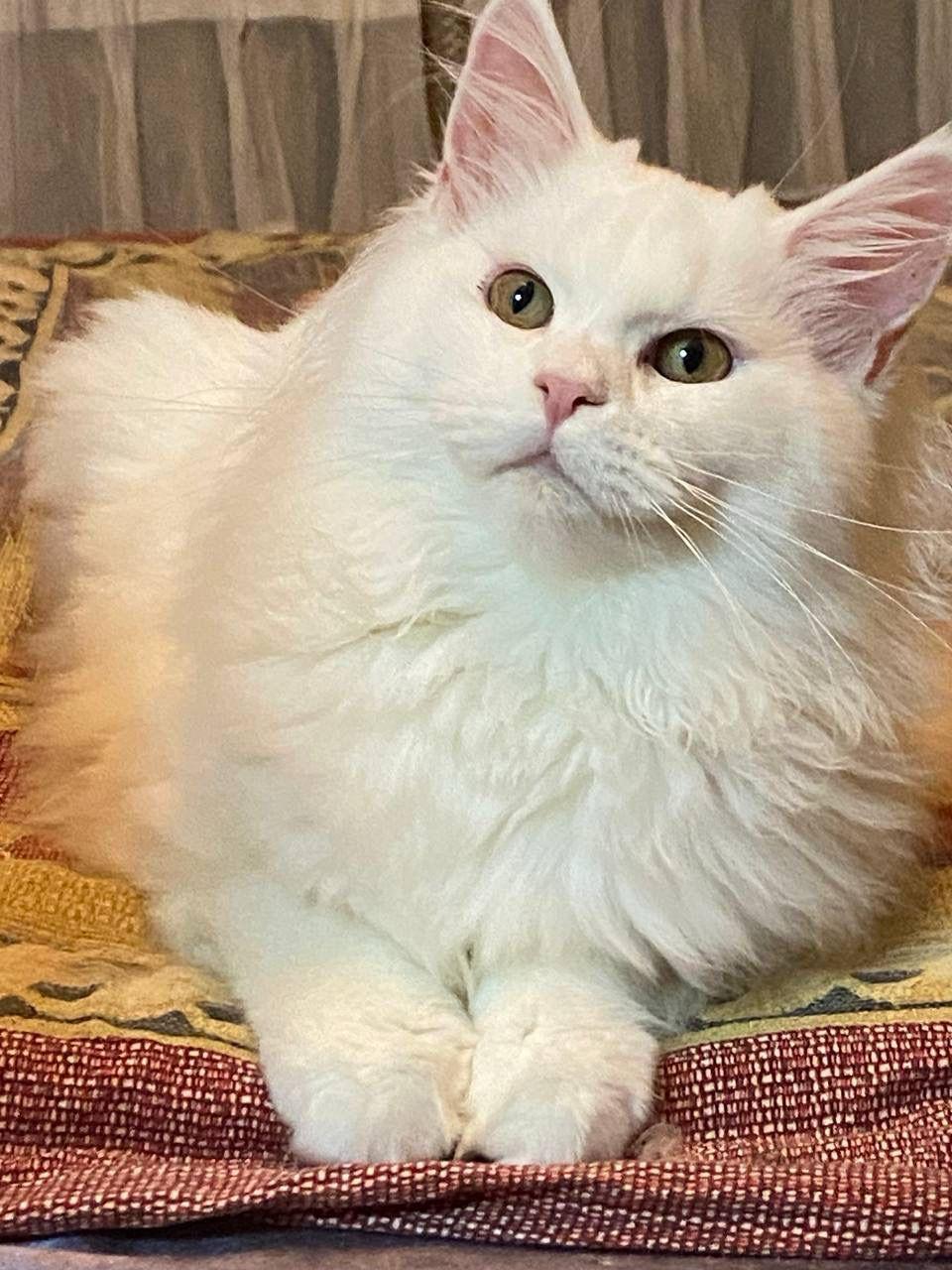 7788e4cc-d7a5-4843-8e85-328411fee53e