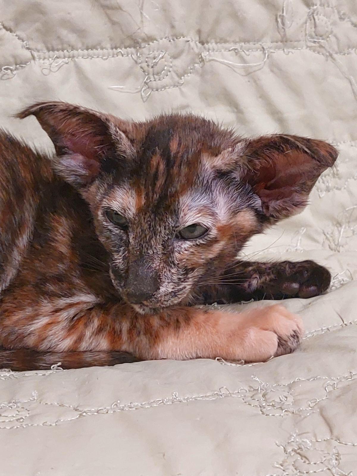 80a7bfaf-5ccd-4eab-82ea-23cc64757783