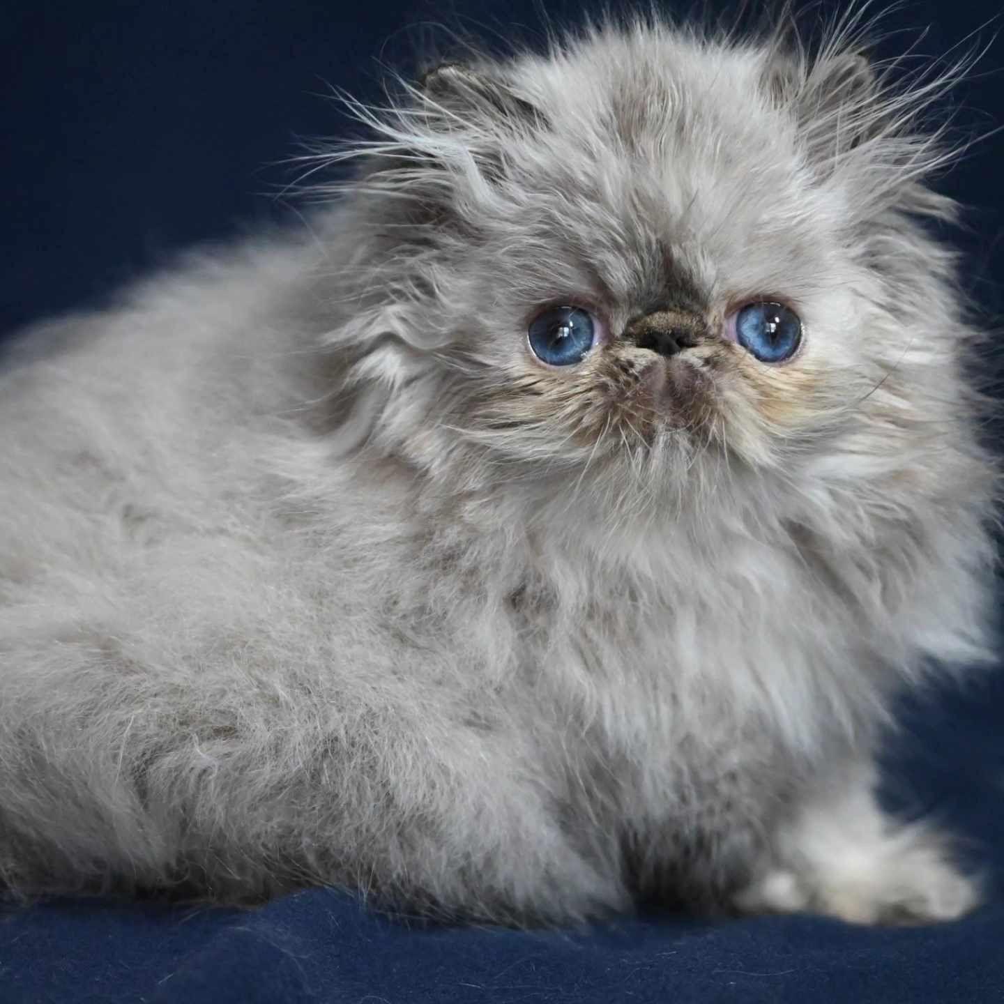 827d9217-8b7b-4dae-ad1c-6e88f6bee7f0 (1)