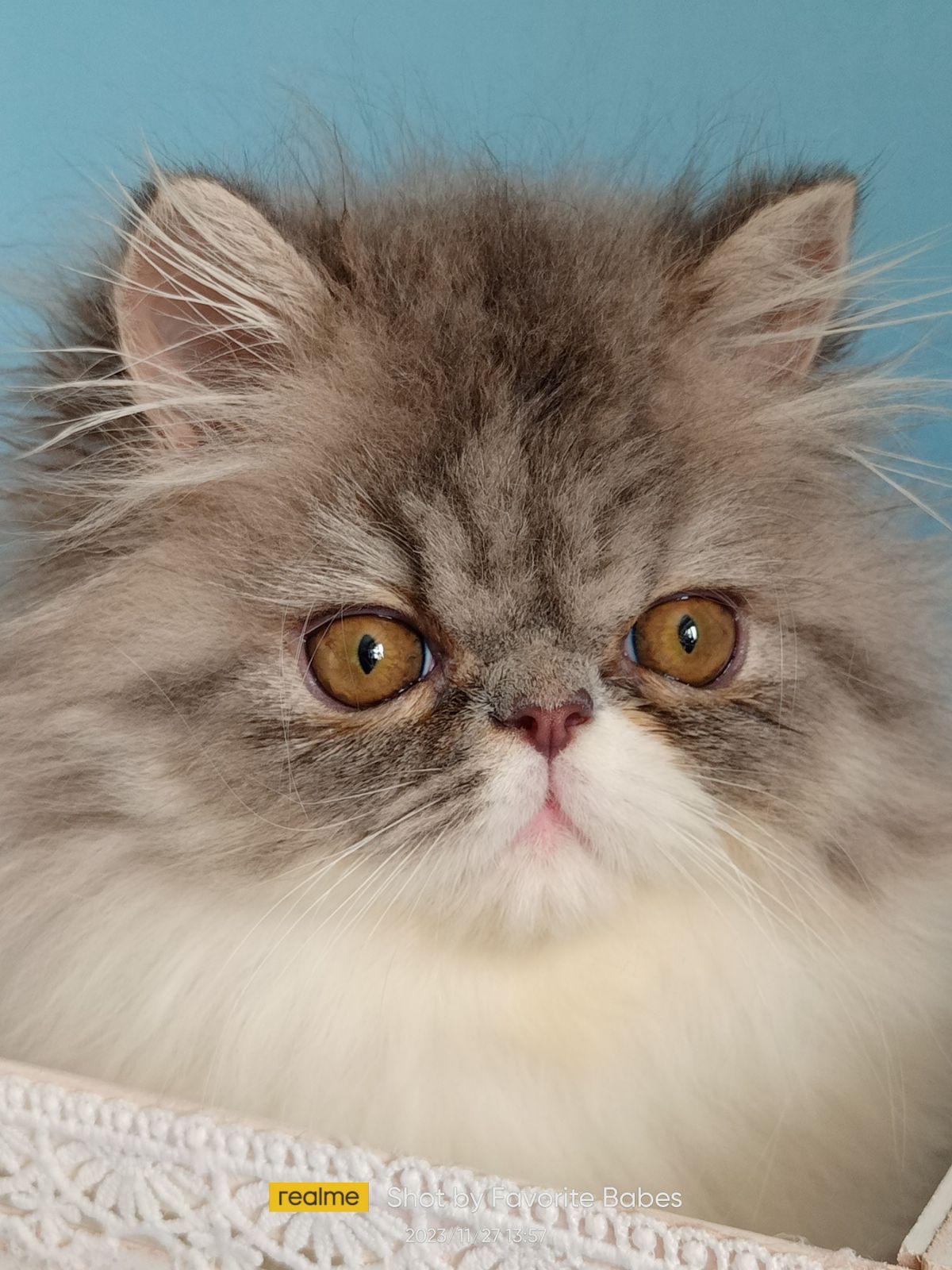 8772aee1-e124-4a7d-8154-11818bf1a966