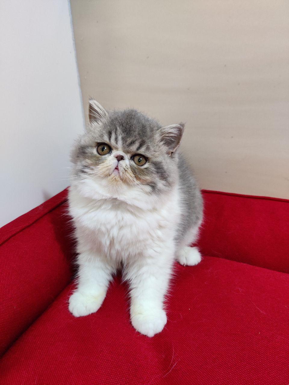 877da761-104e-4eff-827b-98fbae3553b7