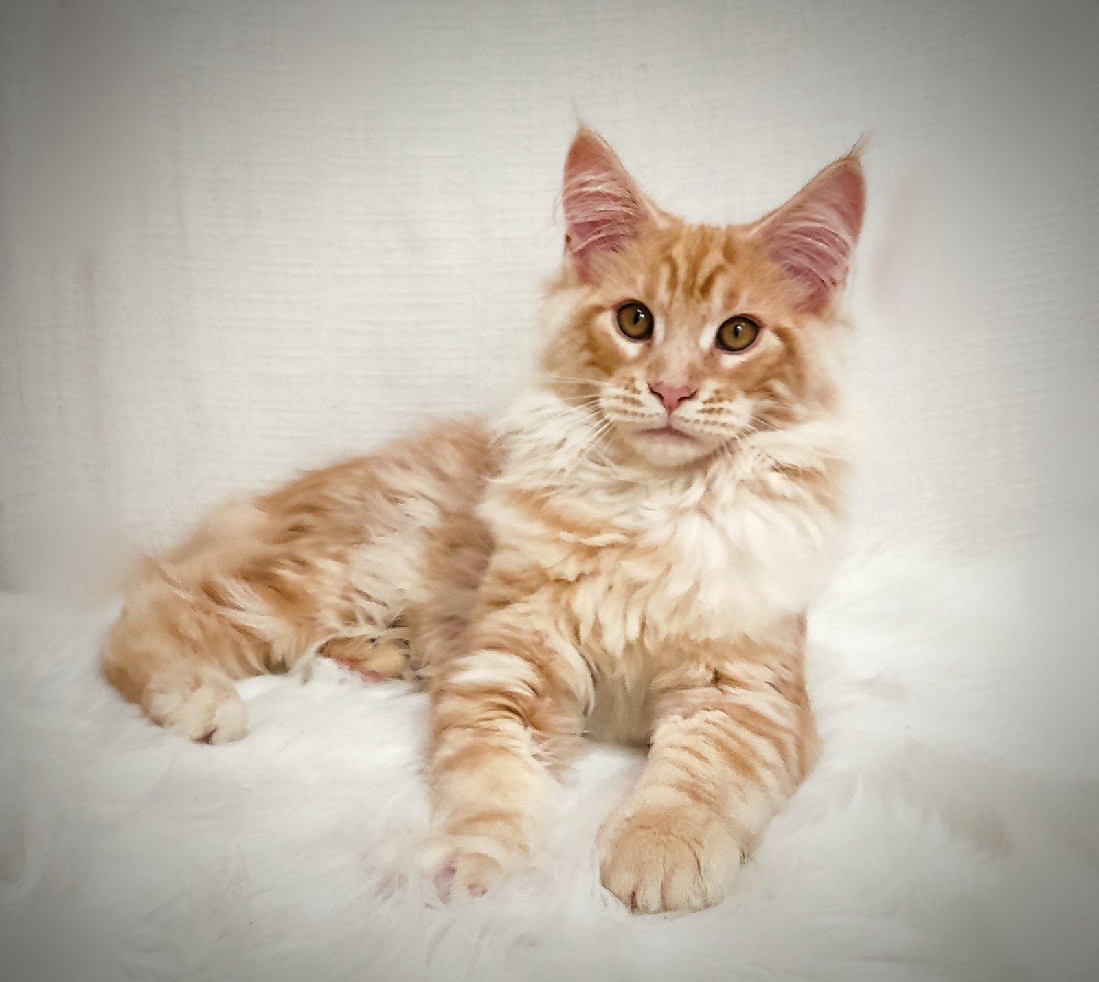 92bf7d73-9fd8-4eb1-a858-cf8c4e05cca7