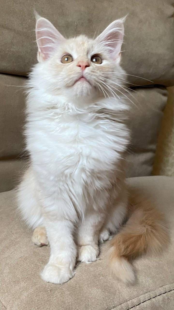 PHOTO-2023-11-17-21-31-49 4