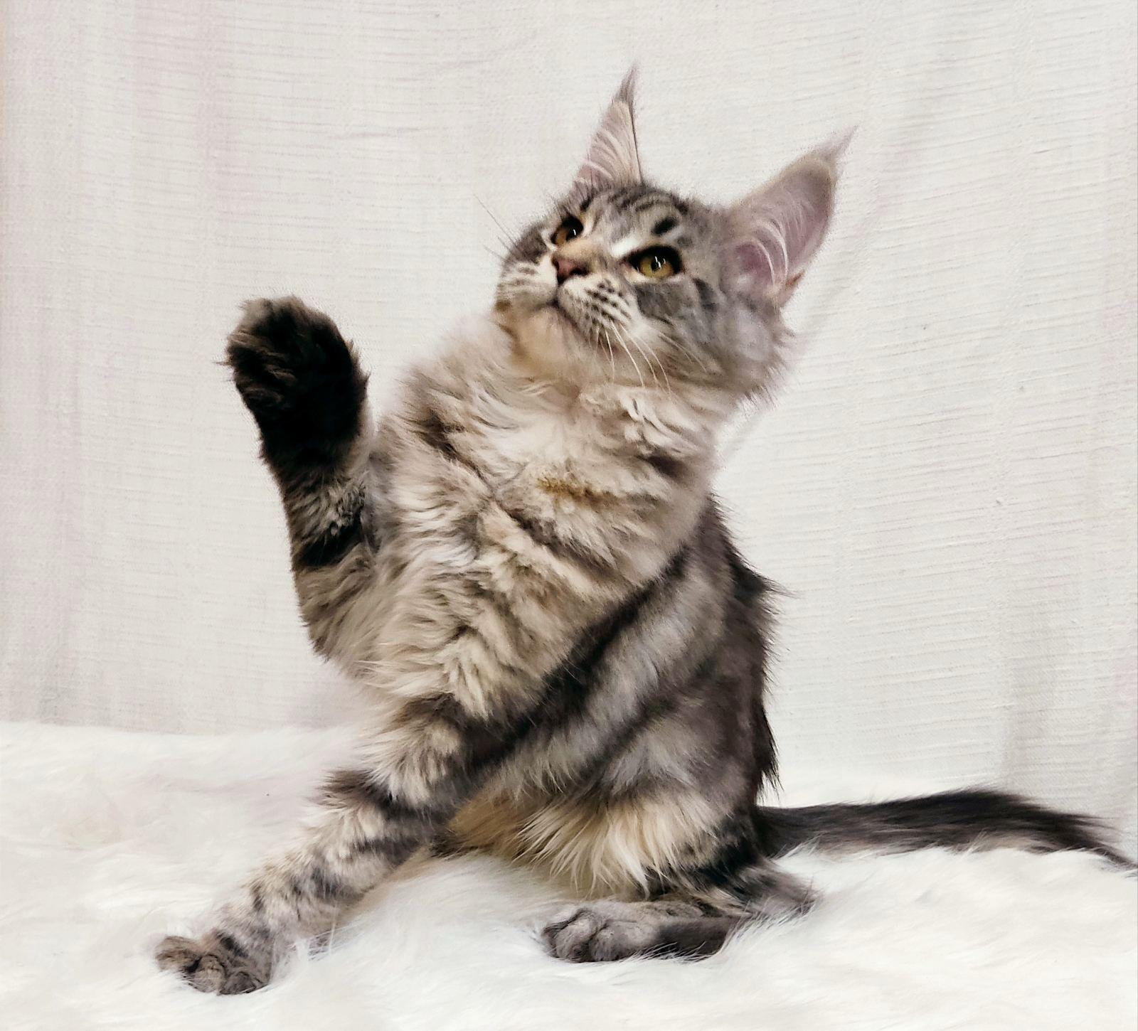 WhatsApp Image 2023-11-17 at 21.16.52