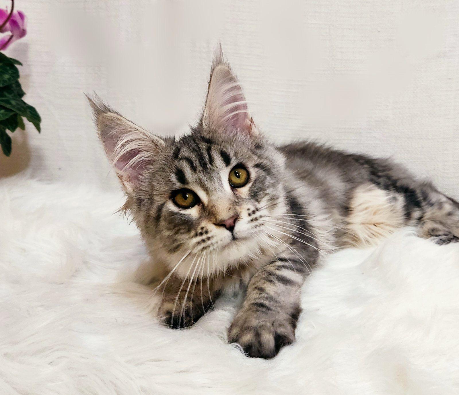 WhatsApp Image 2023-11-17 at 21.16.54