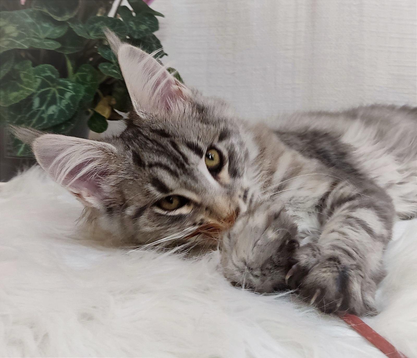 WhatsApp Image 2023-11-17 at 21.16.55 (1)