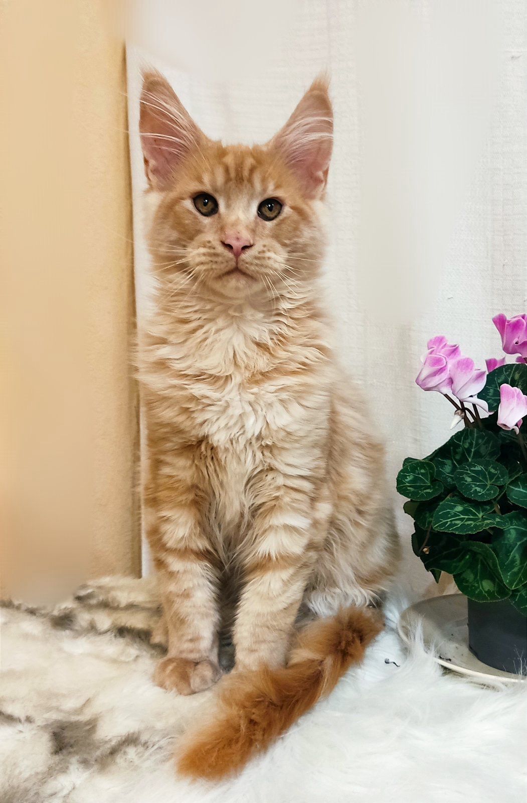 WhatsApp Image 2023-11-17 at 21.27.29