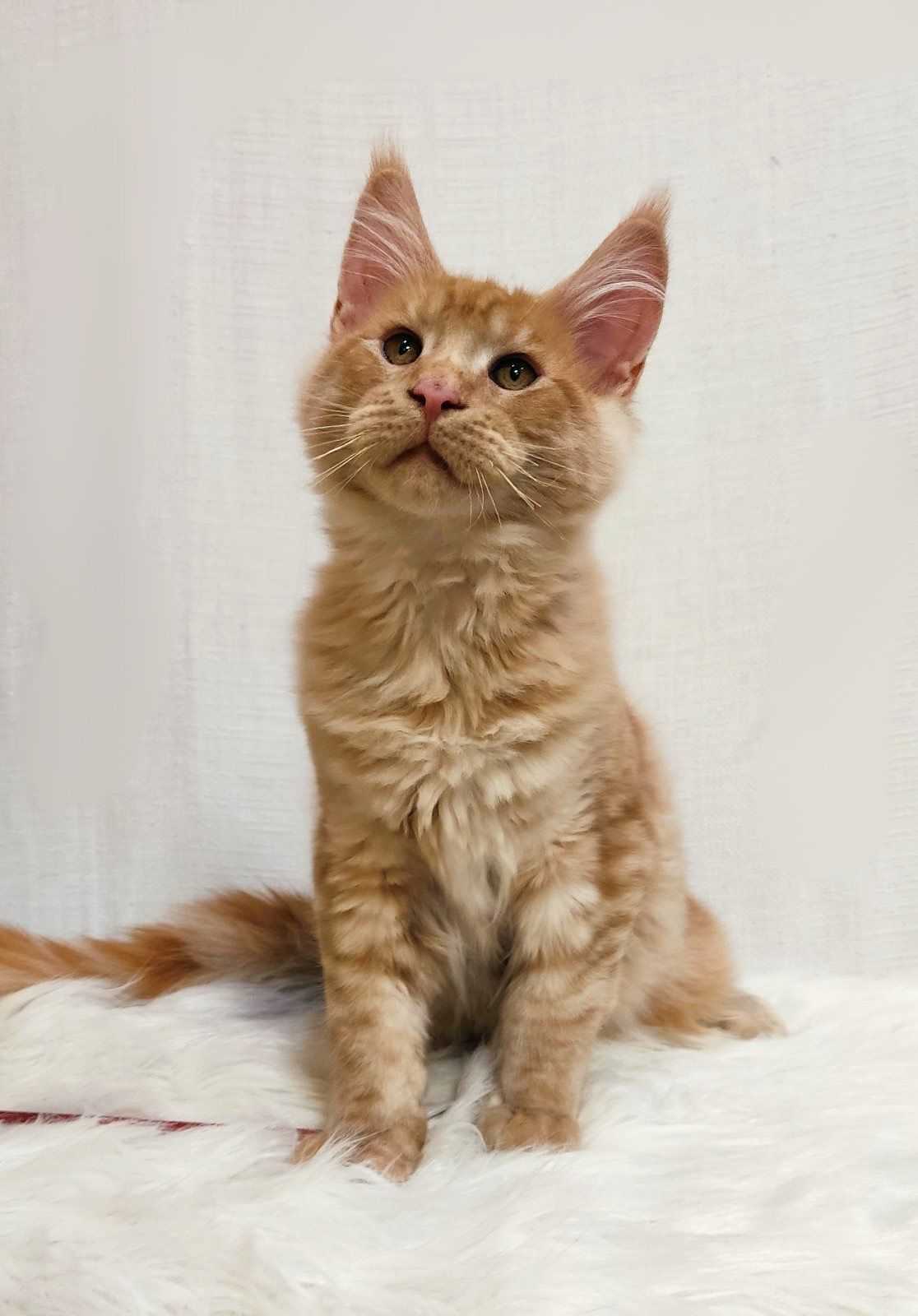 WhatsApp Image 2023-11-17 at 21.27.30