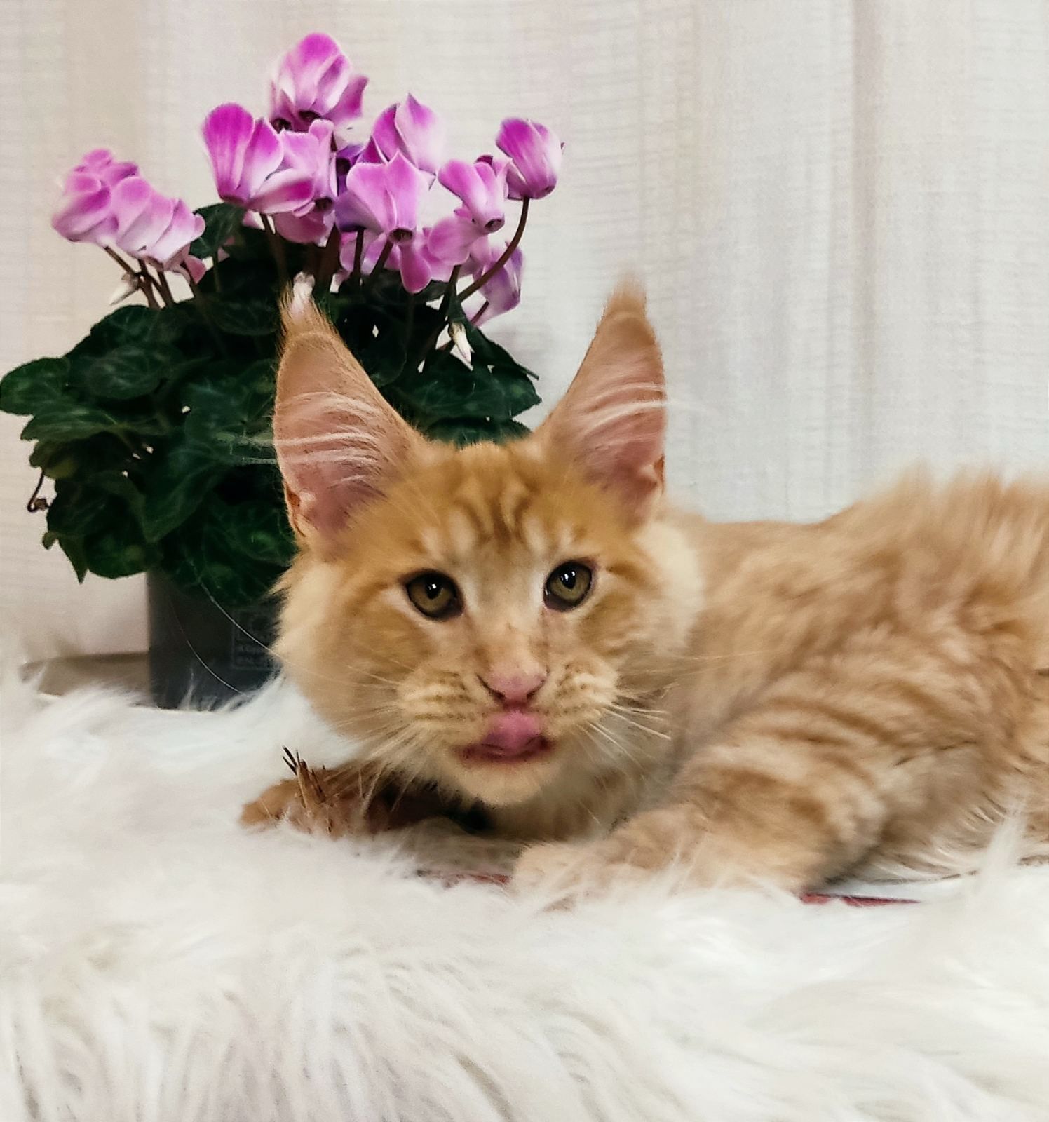 WhatsApp Image 2023-11-17 at 21.27.31 (1)