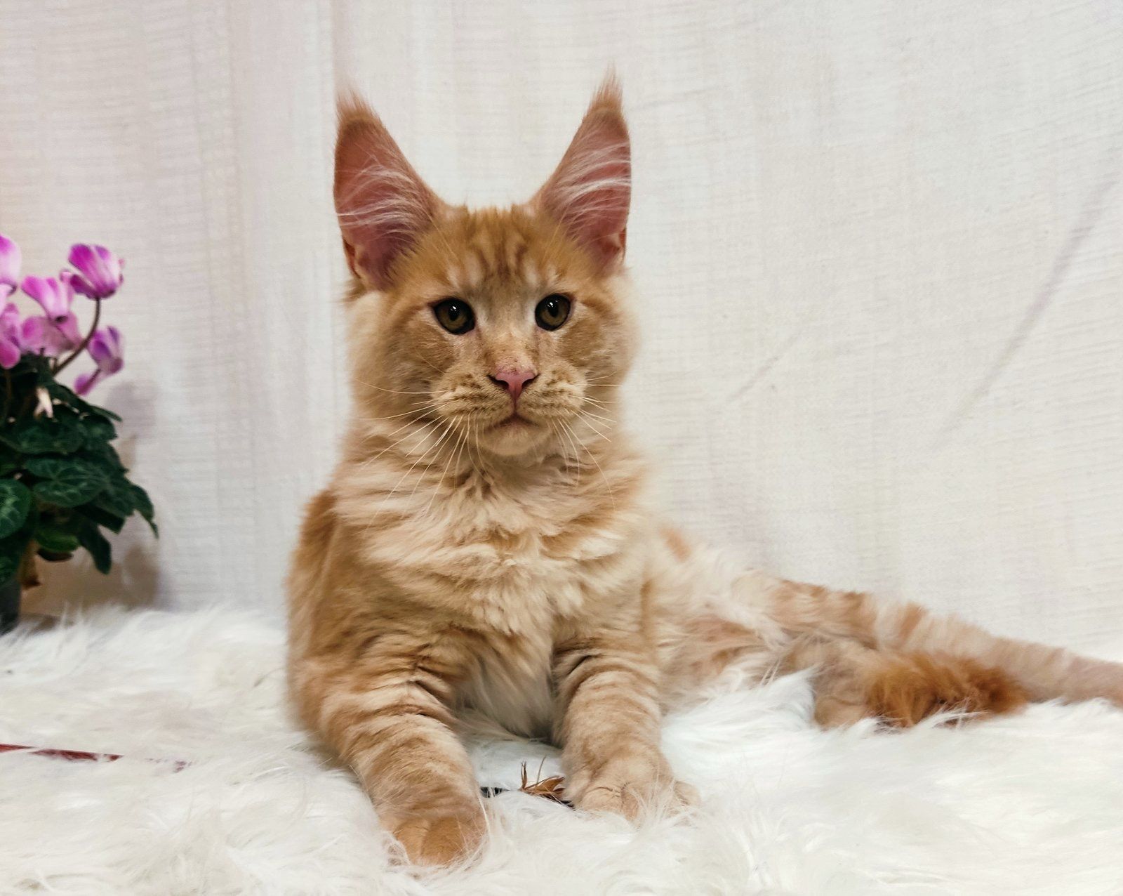 WhatsApp Image 2023-11-17 at 21.27.31