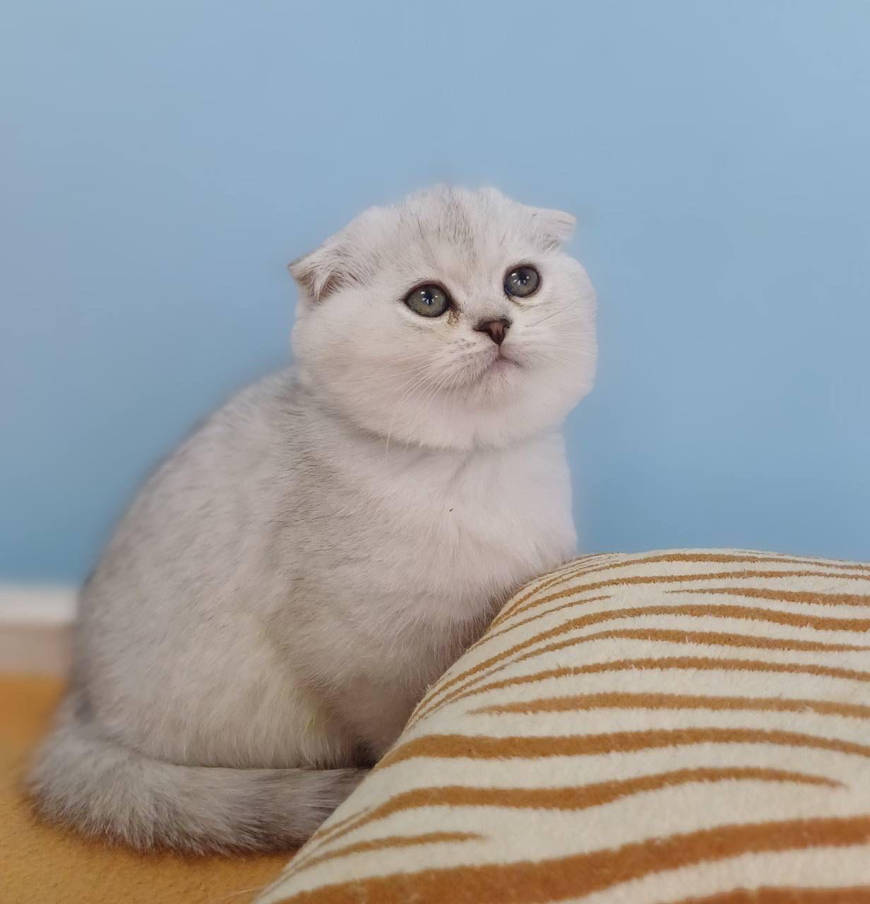 WhatsApp Image 2023-11-17 at 21.29.37 (1)