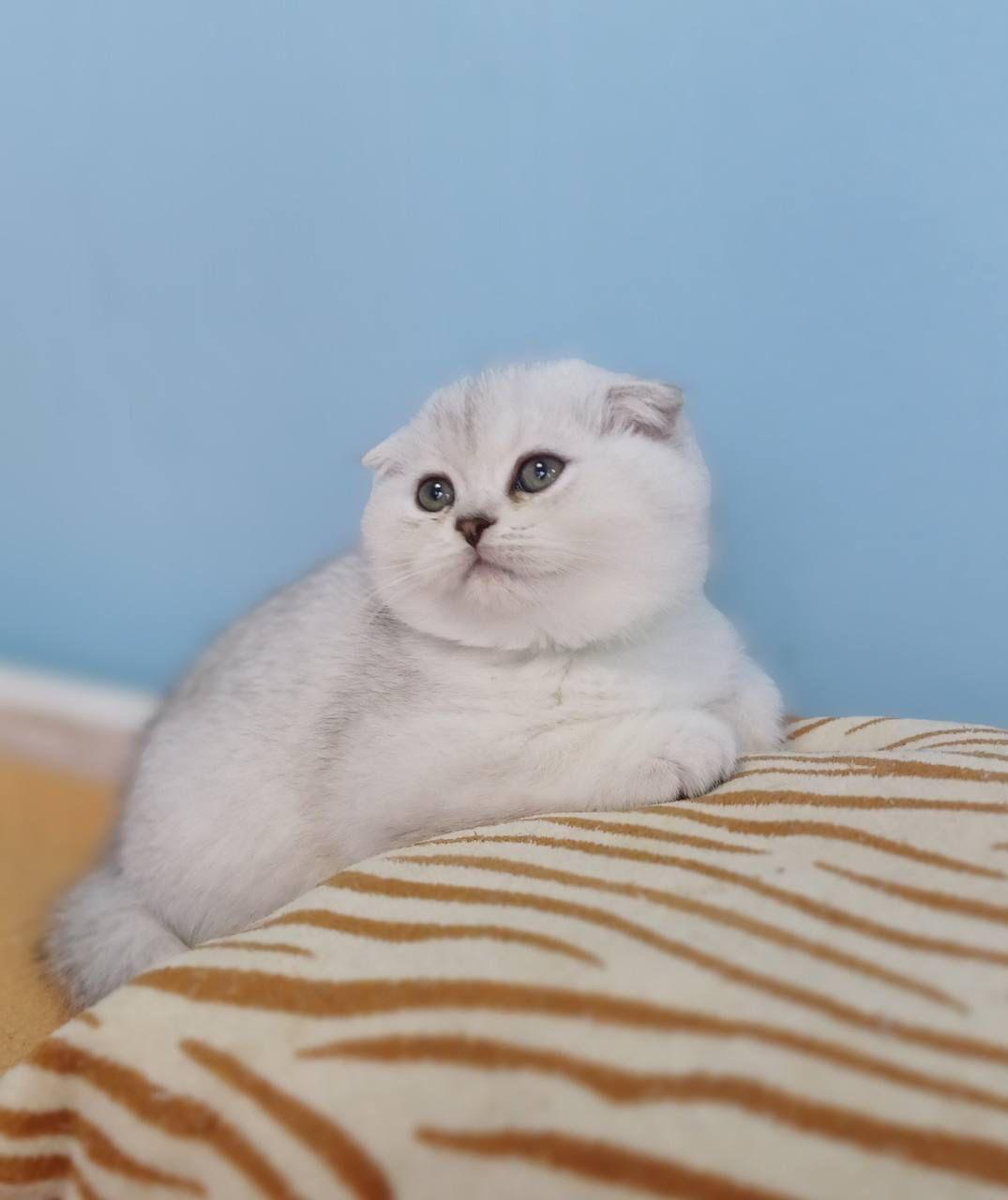 WhatsApp Image 2023-11-17 at 21.29.38 (1)