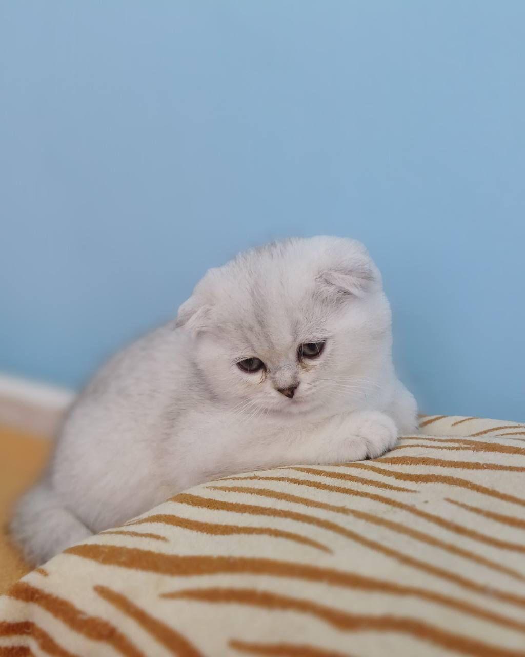 WhatsApp Image 2023-11-17 at 21.29.38