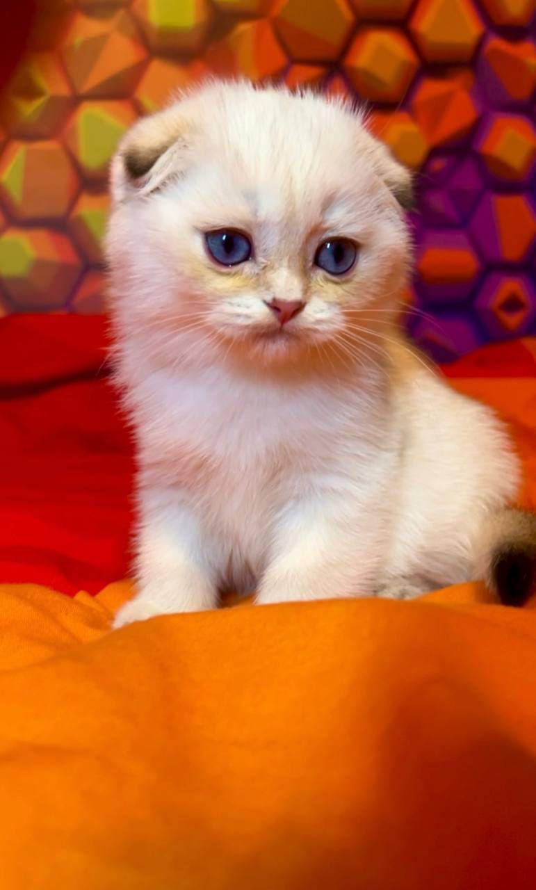 WhatsApp Image 2023-11-17 at 21.30.49 (2)