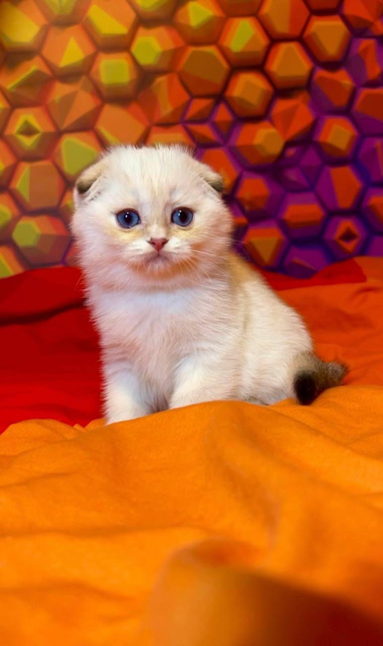 WhatsApp Image 2023-11-17 at 21.30.49 (4)