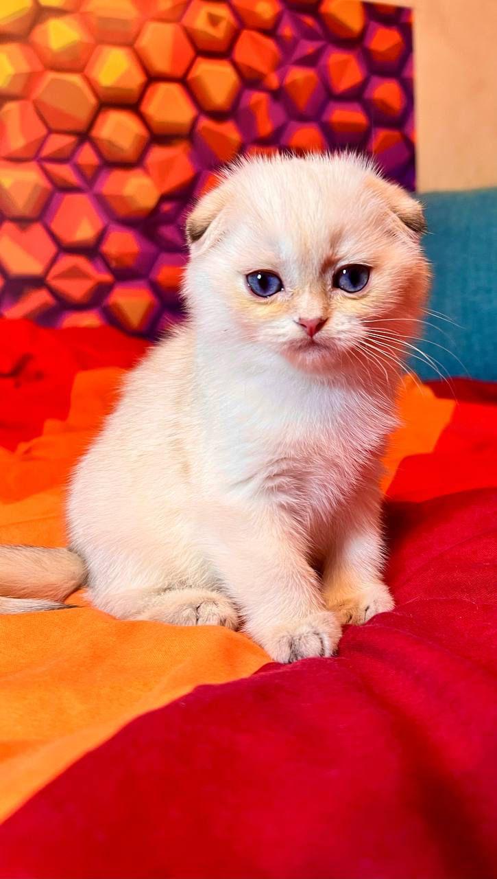 WhatsApp Image 2023-11-17 at 21.30.49