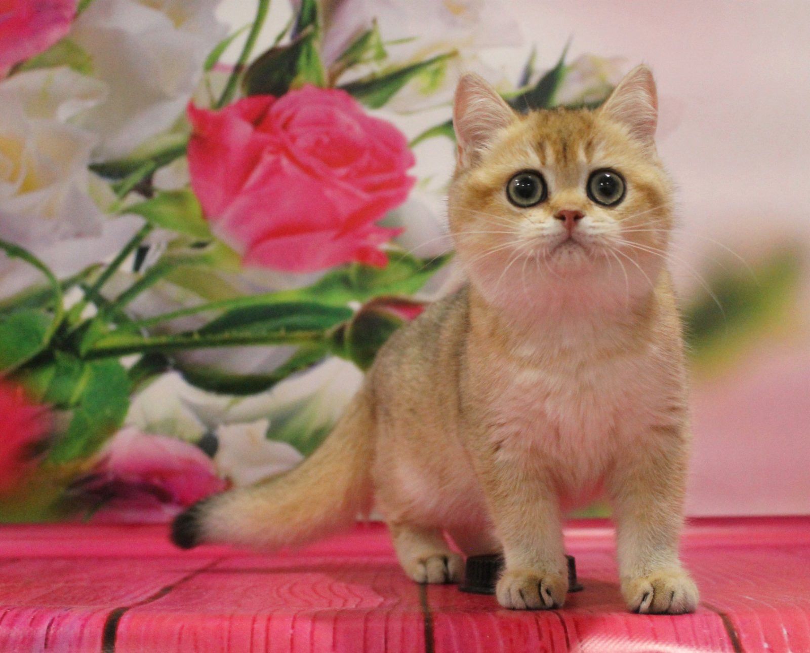 WhatsApp Image 2023-11-18 at 15.52.56 (1)