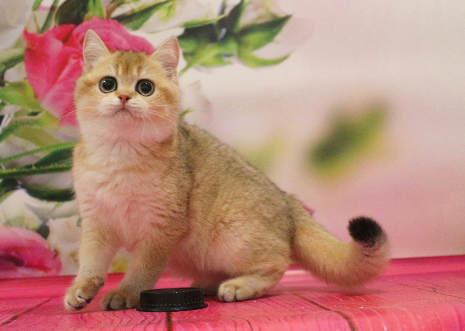 WhatsApp Image 2023-11-18 at 15.52.56