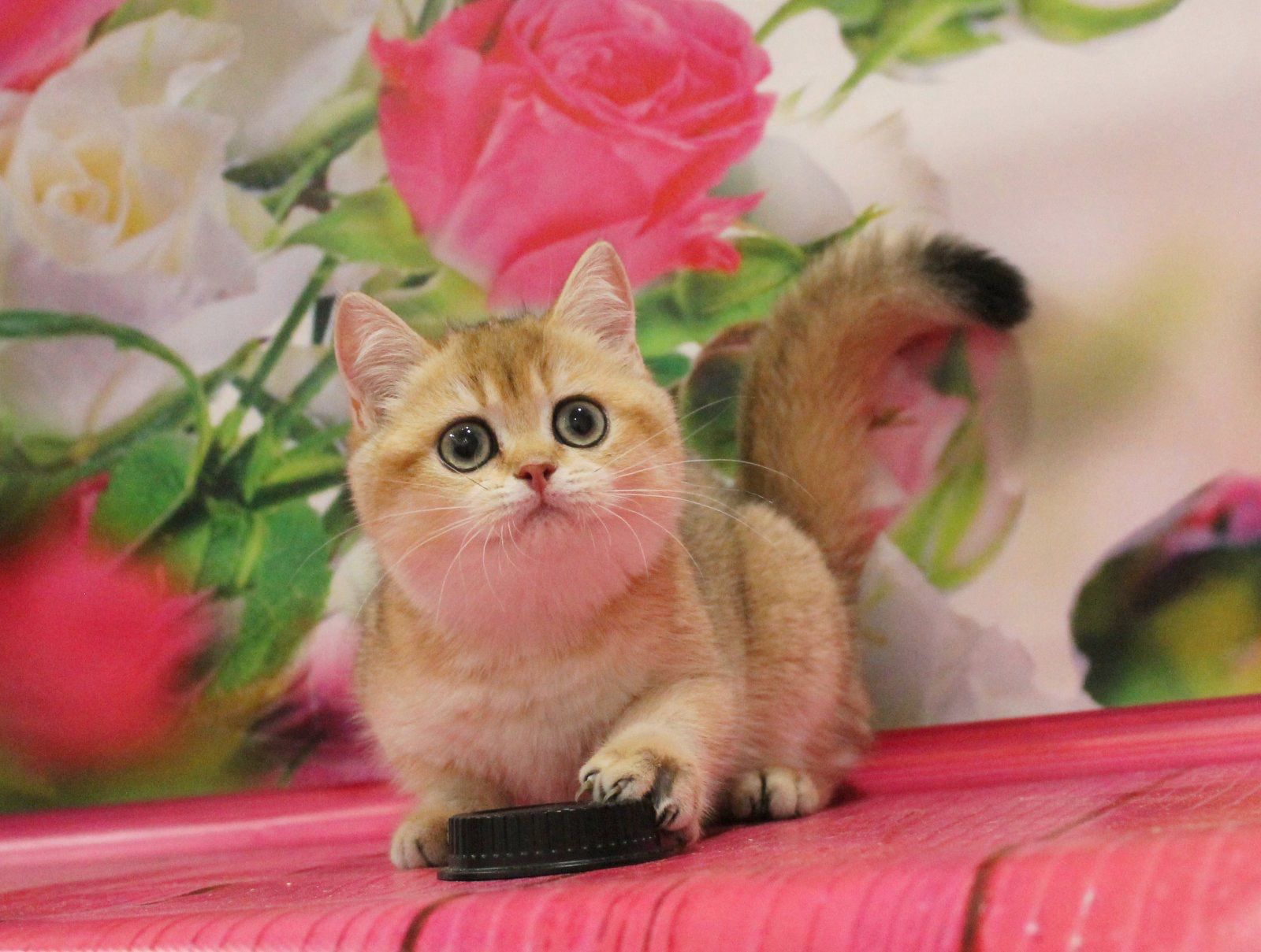 WhatsApp Image 2023-11-18 at 15.52.58 (1)