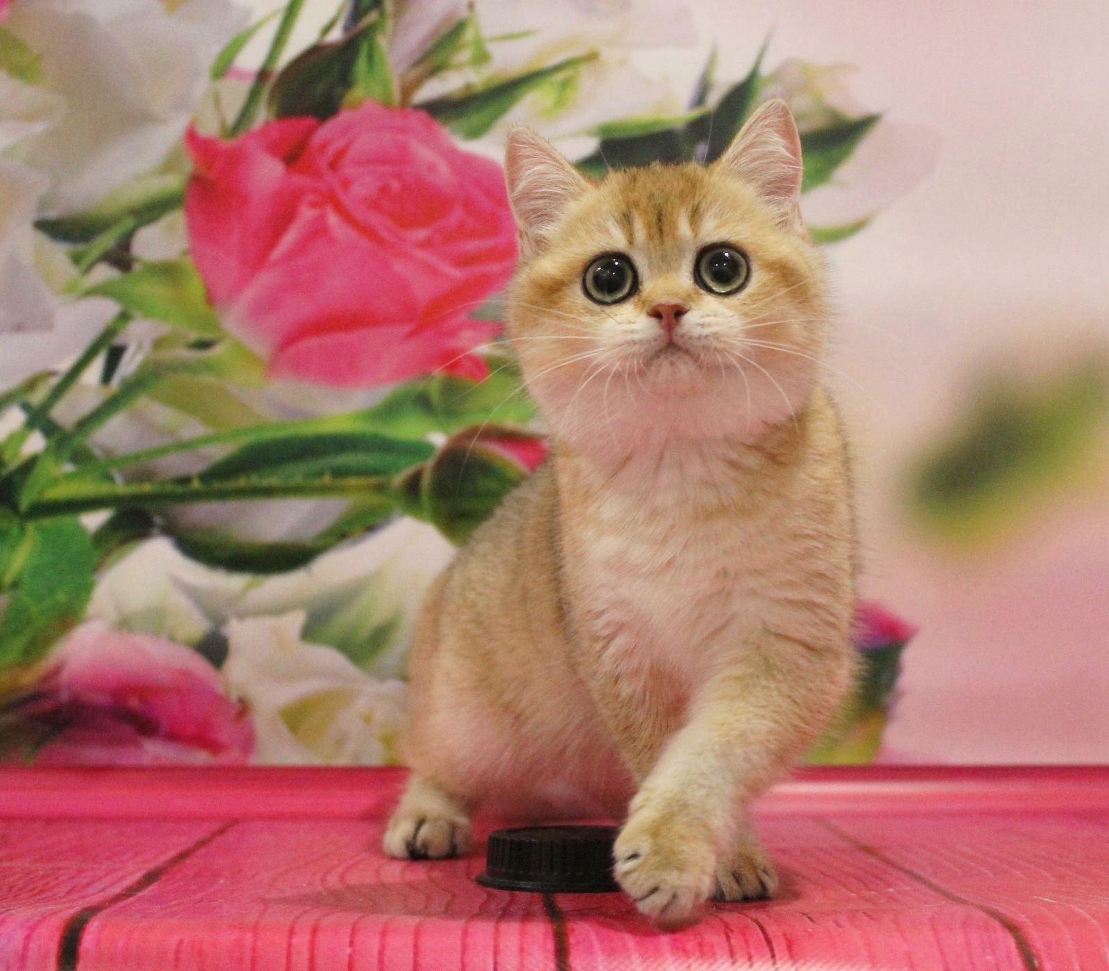 WhatsApp Image 2023-11-18 at 15.52.58