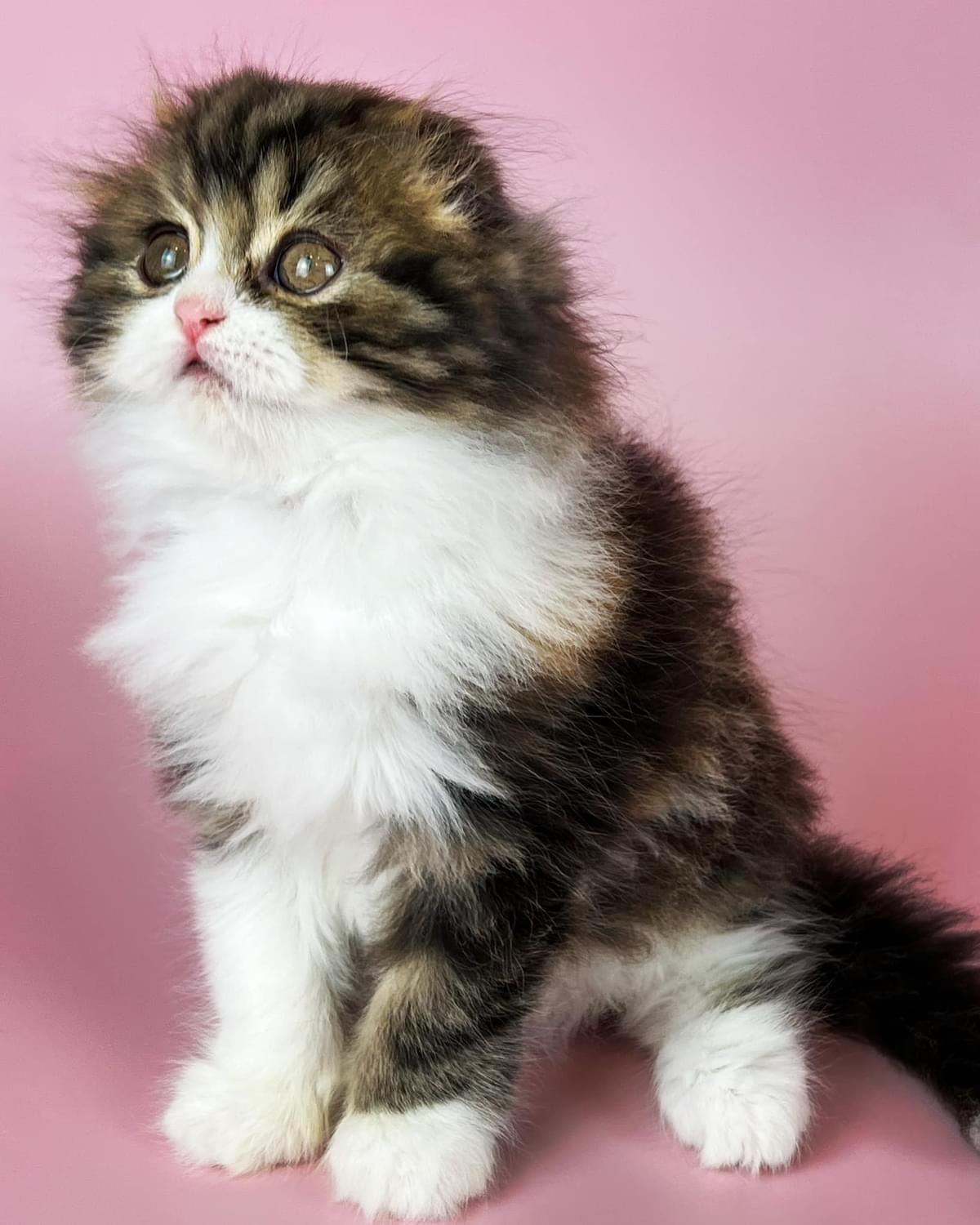 WhatsApp Image 2023-11-18 at 15.56.53