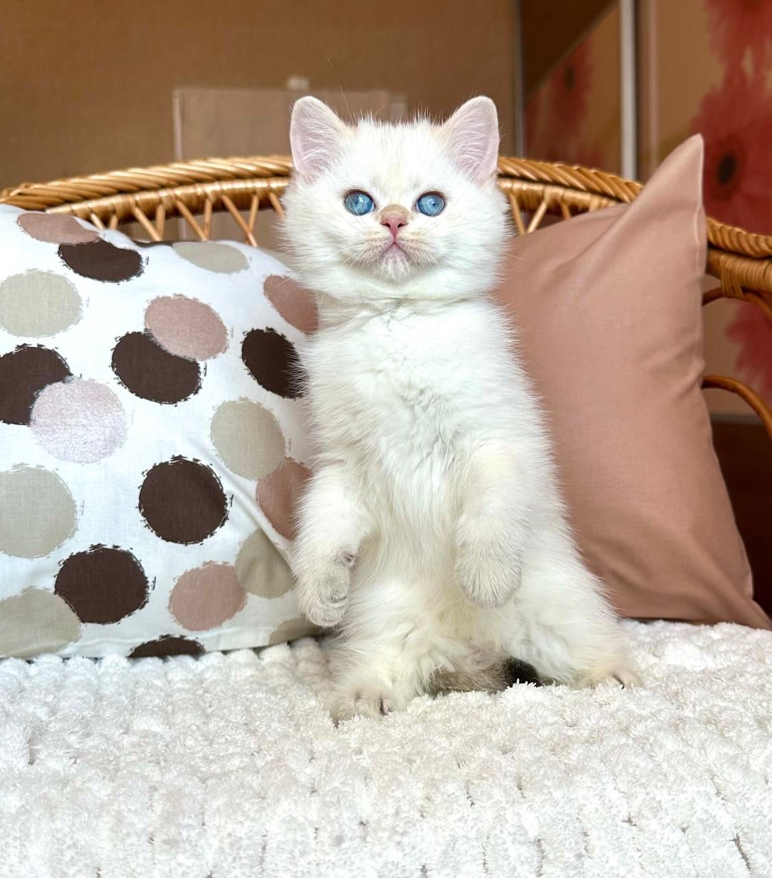 WhatsApp Image 2023-11-18 at 16.10.58