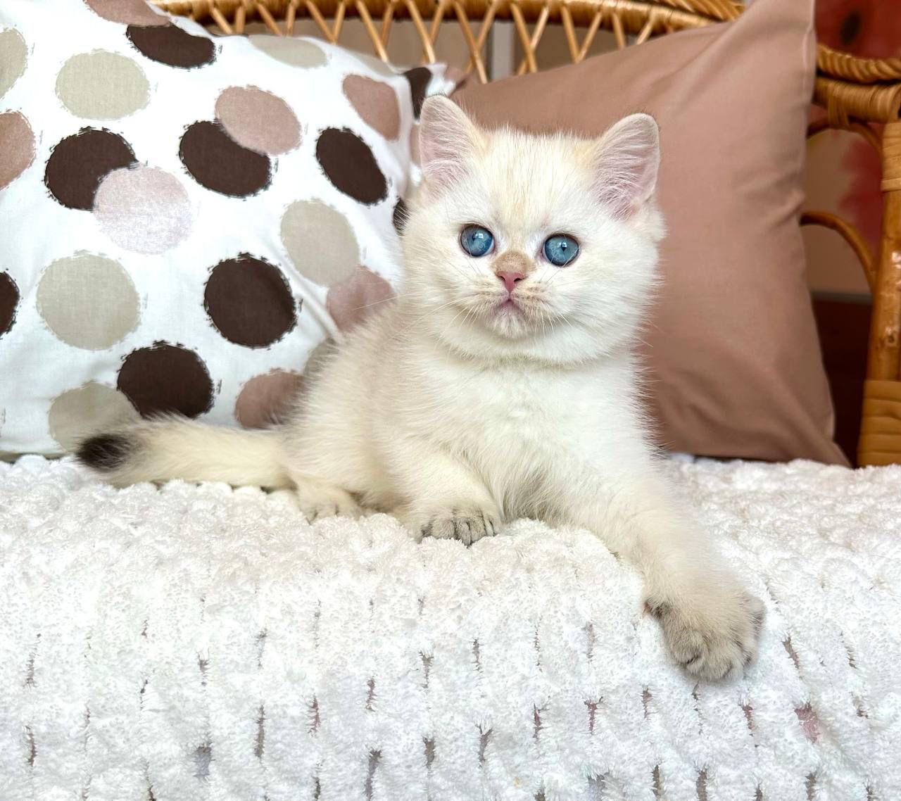 WhatsApp Image 2023-11-18 at 16.10.59