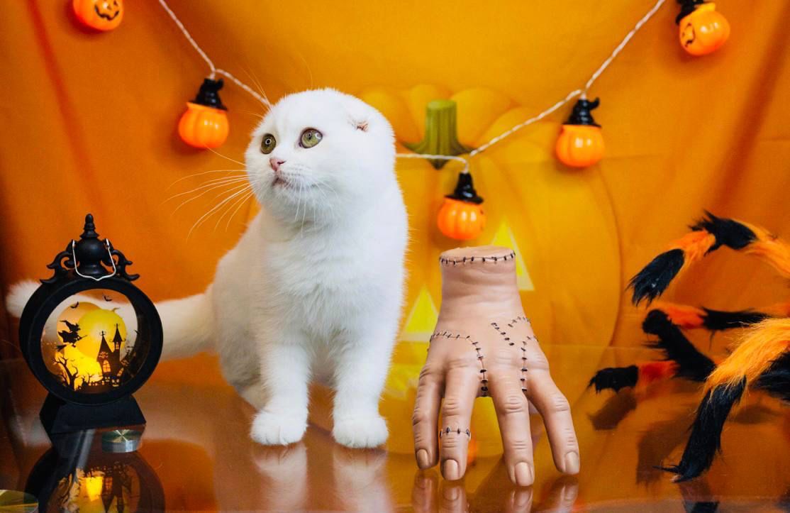 WhatsApp Image 2023-11-18 at 16.15.57