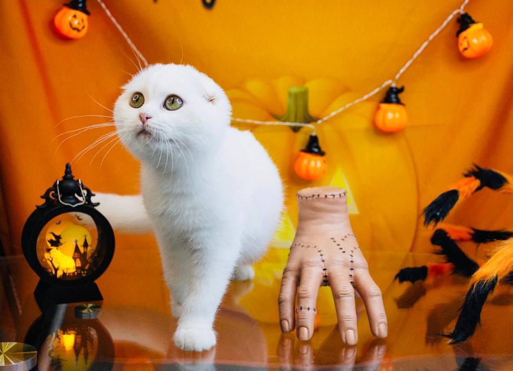 WhatsApp Image 2023-11-18 at 16.16.00 (1)