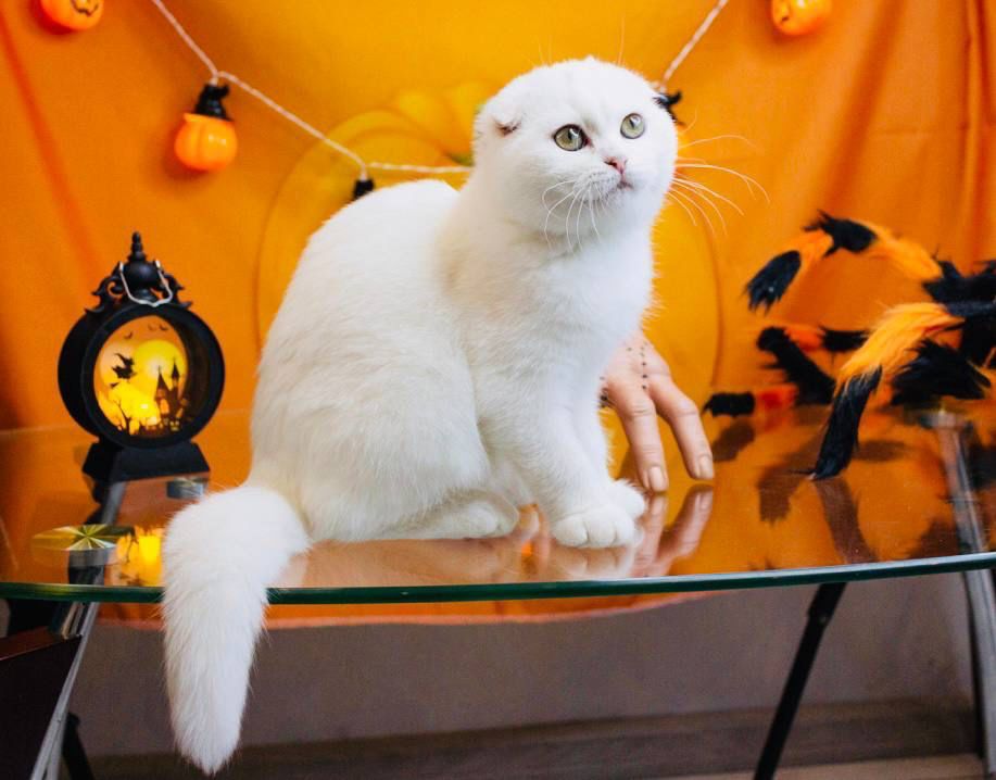 WhatsApp Image 2023-11-18 at 16.16.00