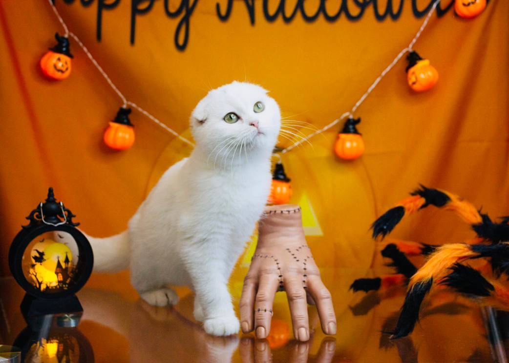 WhatsApp Image 2023-11-18 at 16.16.08