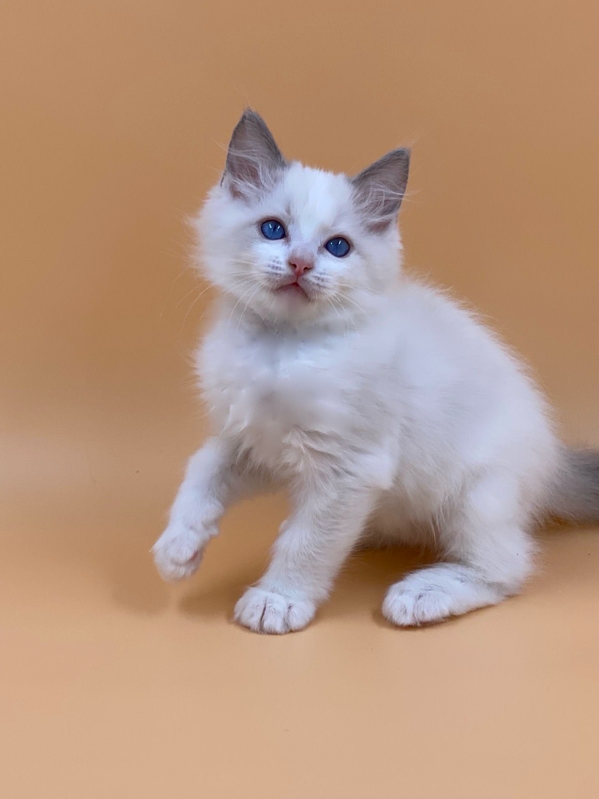 WhatsApp Image 2023-11-19 at 11.06.16