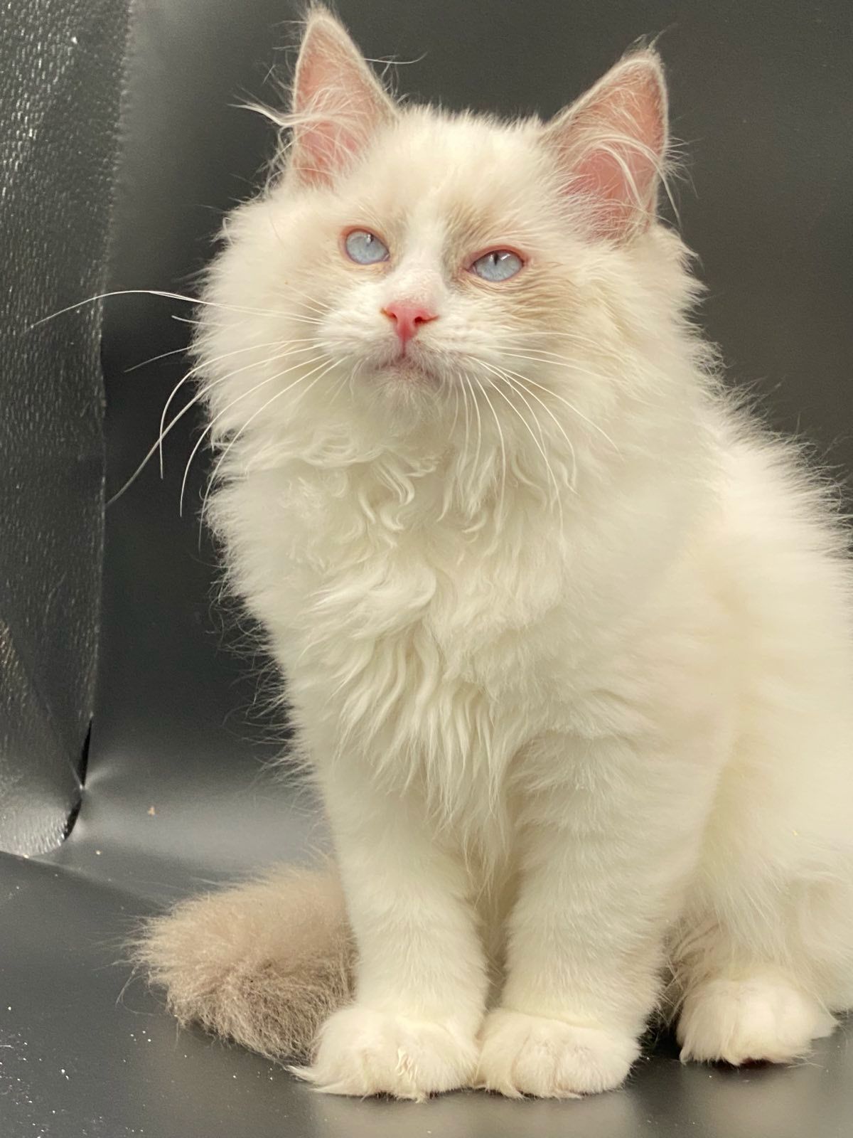 WhatsApp Image 2023-11-19 at 11.07.34