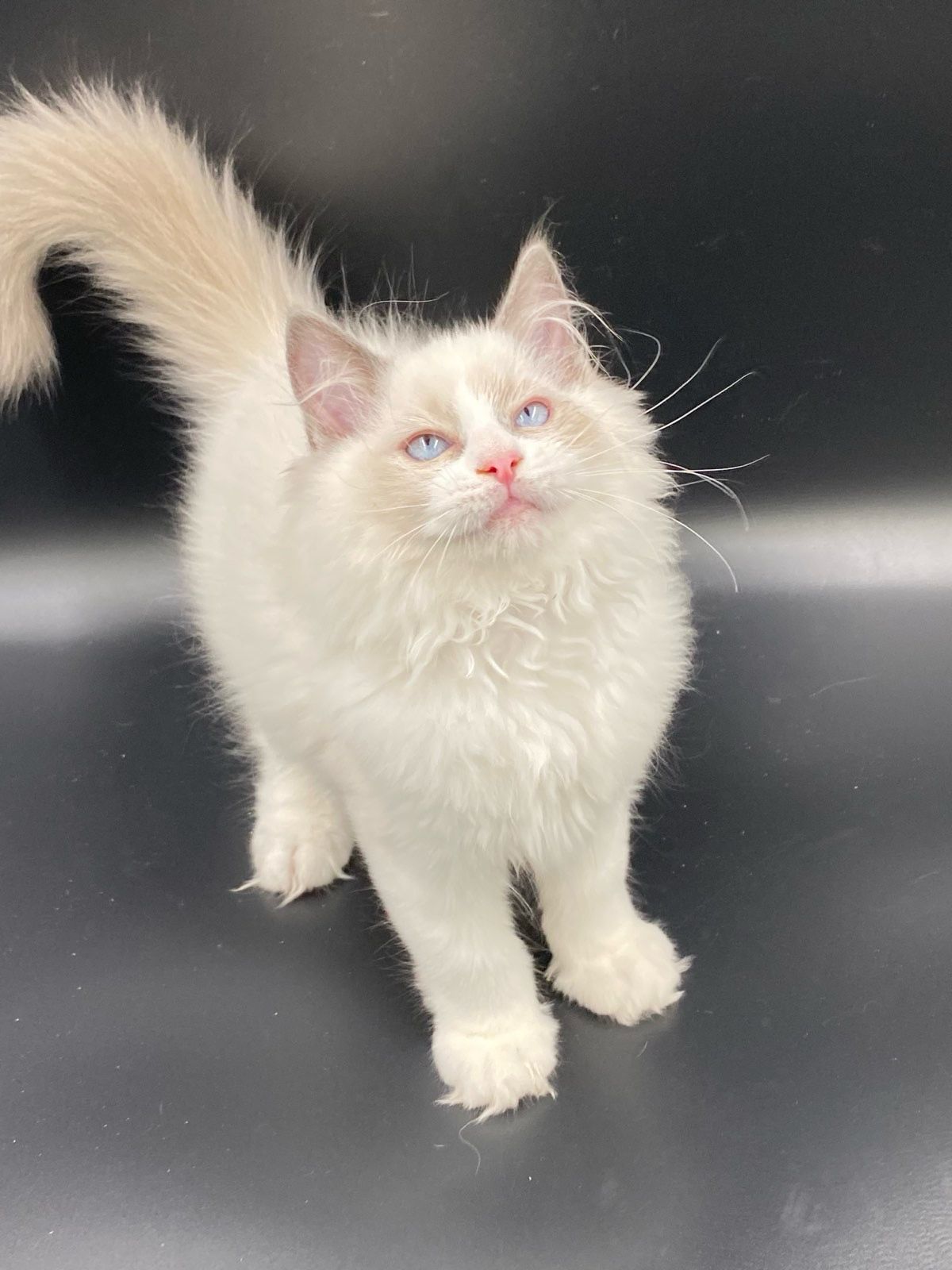 WhatsApp Image 2023-11-19 at 11.07.36