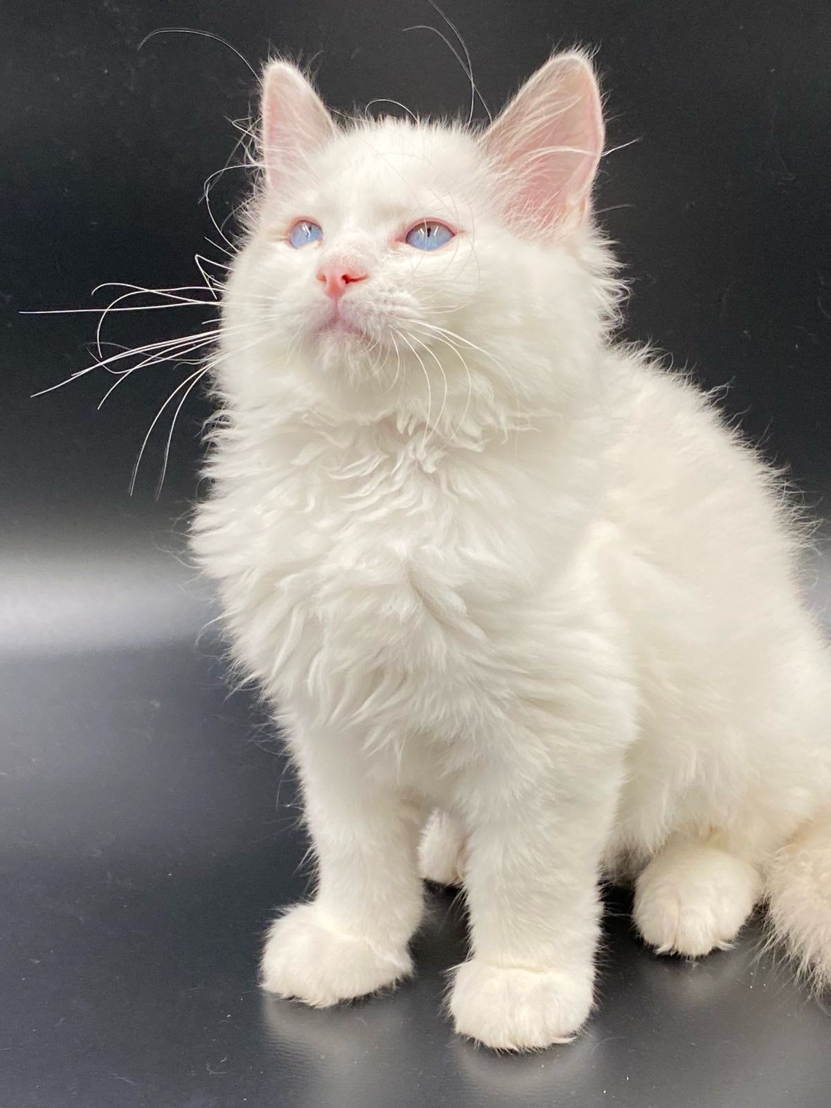 WhatsApp Image 2023-11-19 at 11.09.24