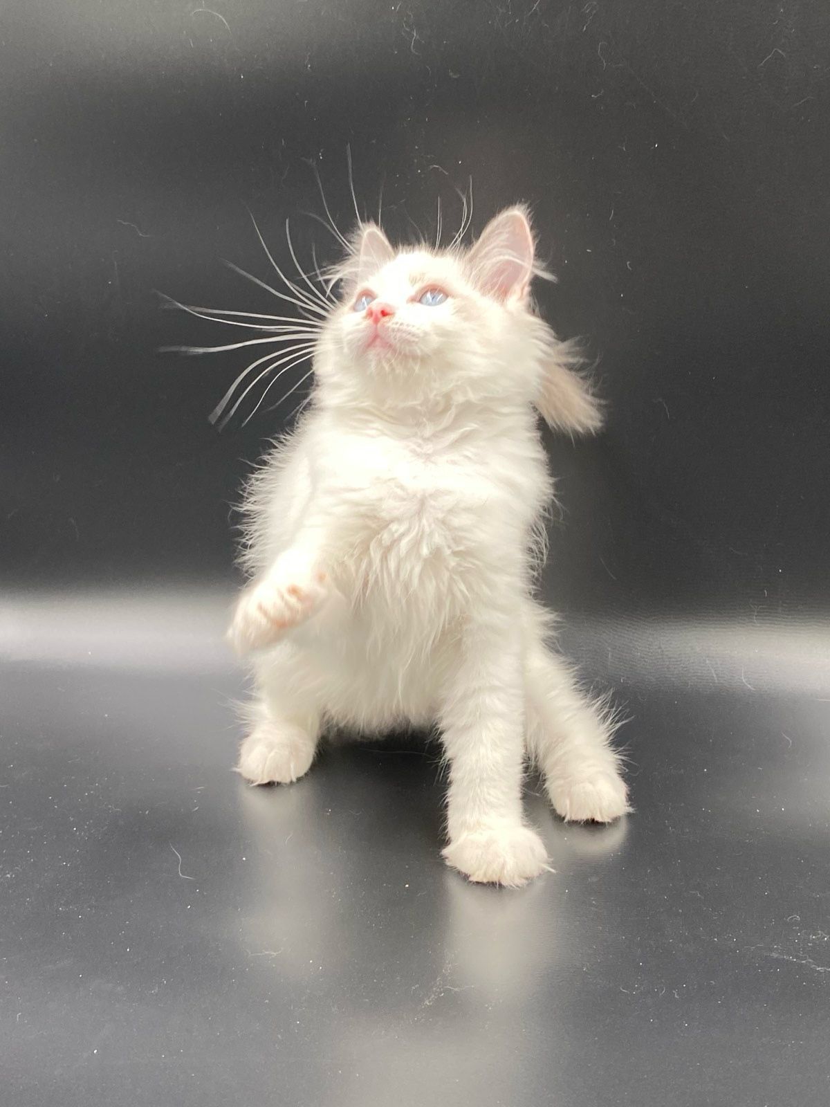 WhatsApp Image 2023-11-19 at 11.09.58