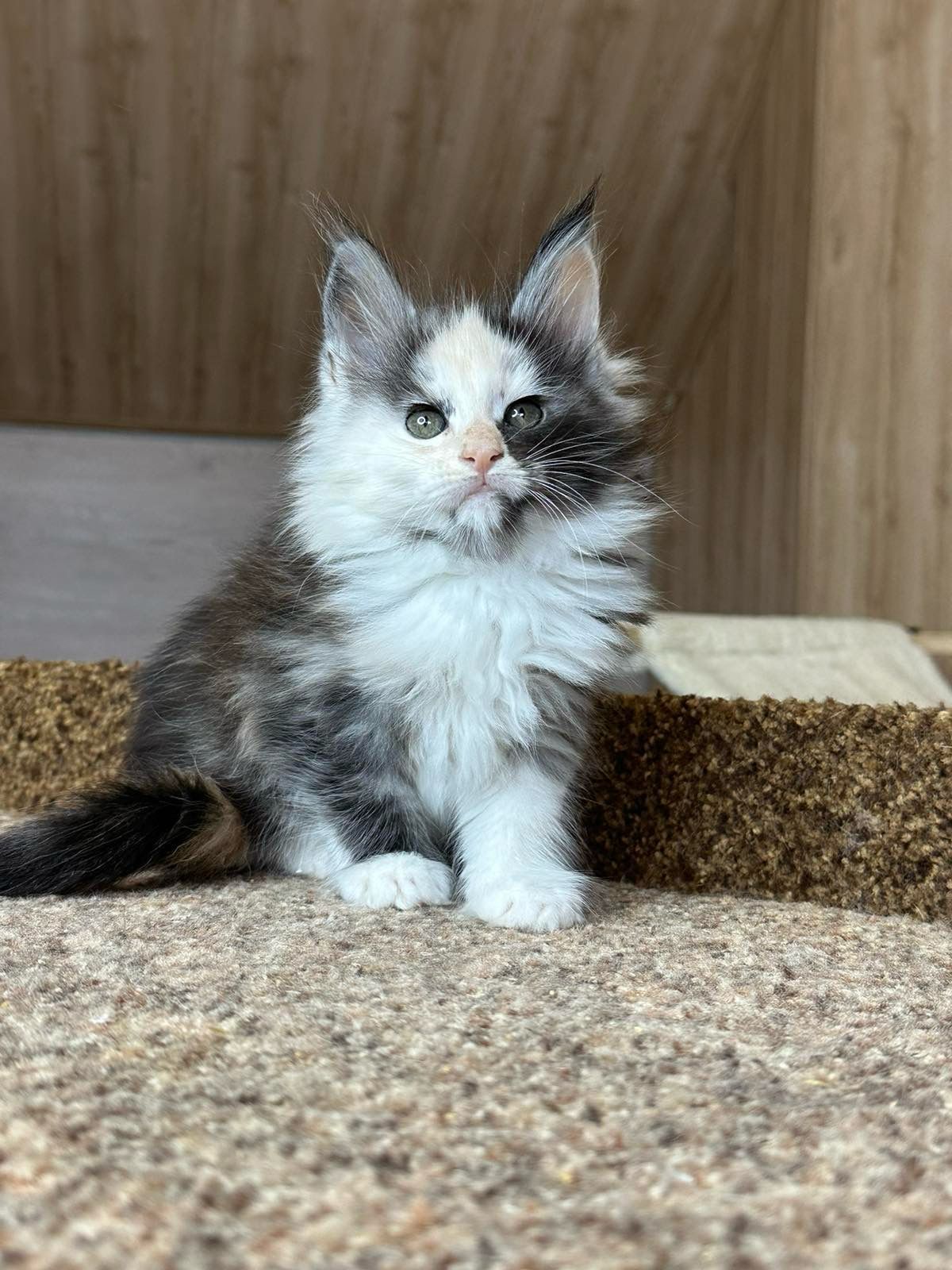 WhatsApp Image 2023-11-20 at 16.13.33